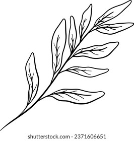 Sage Leaves Hand Drawn Isolated Vector