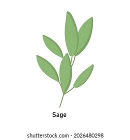Hojas de salvia sobre un fondo blanco con una inscripción para uso en diseño web o clipart