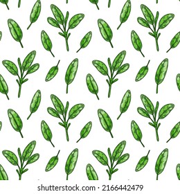 Sage leaves seamless pattern. Hand drawn greens and leaf vegetables. Vector illustration in colored sketch style