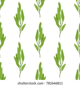 Sage leaves seamless pattern, salvia organic herb, herbal ingredient. Made in cartoon flat style. Vector illustration