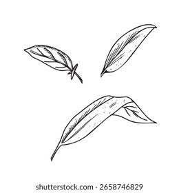 Sage deixa a ilustração vetorial isolada no fundo branco. Tinta desenhada à mão desenho botânico. Planta médica de Salvia. Para chá de ervas, cosméticos orgânicos e projetos de produtos.