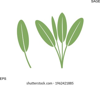 Sage logo. Isolated sage on white background