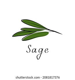 Sage plan illustration. Vector hand drawn flat icon. Isolated on white background