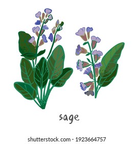 Sage plant with flowers, leaves isolated on white. Field summer flower for alternative treatment, traditional medicine, home decor. Plant element for a bouquet of wild herbs. Vector illustration