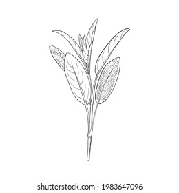 Sage plant, seasoning and medicine herb, hand drawn sketch vector illustration, vintage engraving isolated on white background.