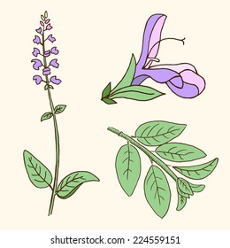 Sage, salvia, clary sage, herb, Vector illustration isolated on white background. Meadow flower. Healing herb.