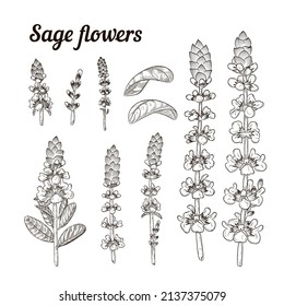 Blumengarten oder Salvia. Vektorgrafik. Handgezeichnete Elemente entwerfen