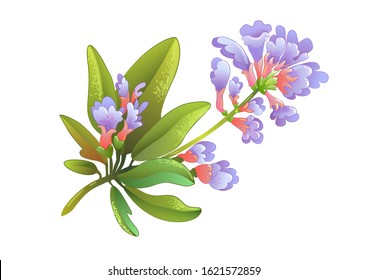 Sage (salvia) herb isolated. Vector illustration, icon of  tea additive 