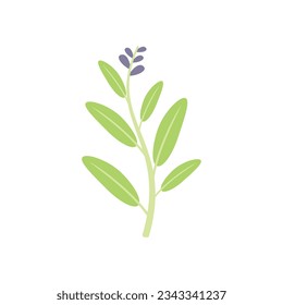 Sage salvia icon flat vector. Leaf herb. Cedar herbal isolated