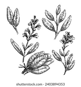 sage set hand drawn. sage leaf, green herbal, garden healthy sage vector sketch. isolated black illustration