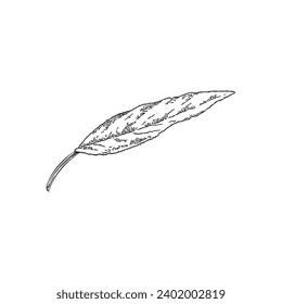 Sage single leaf engraved sketch. Aromatic medicinal plant. Hand drawn isolated botanical vector illustration.