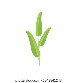 Icono de mancha de salvia vector plano. Palo de hierba. Salvia herbal aislada