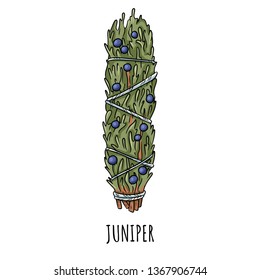 Sage smudge stick hand-drawn doodle isolated illustration. Juniper herb bundle