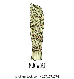 Sage smudge stick hand-drawn doodle isolated illustration. Mugwort herb bundle