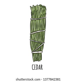 Sage smudge stick hand-drawn doodle isolated illustration. Cedar herb bundle