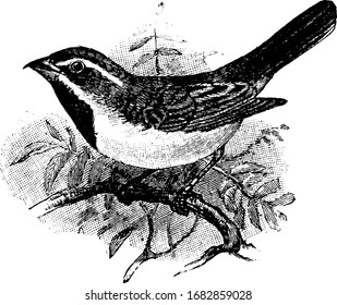 Sage Sparrow is a medium sized sparrow found in the United States, vintage line drawing or engraving illustration.