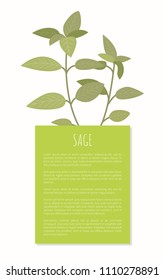Sage spice greenery isolated plant vector banner, illustration with text sample in green rectangle, spicy herb twig and natural condiment for dishes