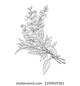Sage sprigs with flowers sketch. Ink illustration of sage for packing candles or soap