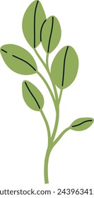 Sage Sprouts Microgreen Vector Illustration