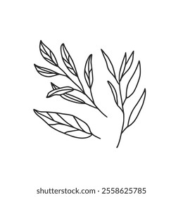 Sage and tarragon branches doodle green. Medicine herb vector hand drawn illustration isolated on white background.