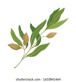 Sage Twig as Kitchen Herb for Cooking Vector Element