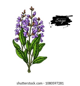 Sage Vector Drawing Bunch. Isolated Plant With Flower And Leaves. Herbal Colorful Illustration. Detailed Organic Product Sketch. Cooking Spicy Ingredient