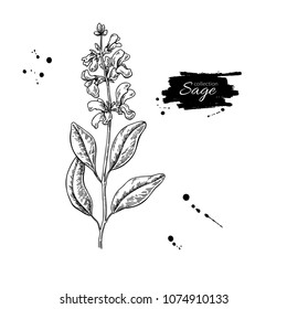Sage vector drawing. Isolated plant with flower and leaves. Herbal engraved style illustration. Detailed organic product sketch. Cooking spicy ingredient