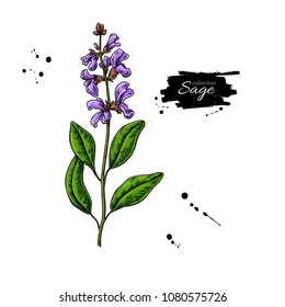 Sage vector drawing. Isolated plant with flower and leaves. Herbal colorful illustration. Detailed organic product sketch. Cooking spicy ingredient