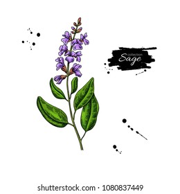 Sage vector drawing. Isolated plant with flower and leaves. Herbal colorful illustration. Detailed organic product sketch. Cooking spicy ingredient