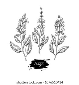 Sage vector drawing set. Isolated plant with flower and leaves. Herbal engraved style illustration. Detailed organic product sketch. Cooking spicy ingredient