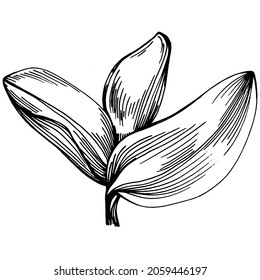 Sage vector isolated plant with leaves. Herbal engraved style illustration. Detailed organic product sketch.The best for design logo, menu, label, icon, stamp.