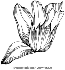 Sage vector isolated plant with leaves. Herbal engraved style illustration. Detailed organic product sketch.The best for design logo, menu, label, icon, stamp.