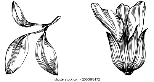 Sage vector isolated plant with leaves. Herbal engraved style illustration. Detailed organic product sketch.The best for design logo, menu, label, icon, stamp.