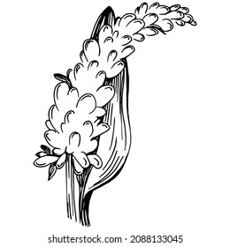Sage vector isolated plant with leaves. Herbal engraved style illustration. Detailed organic product sketch.The best for design logo, menu, label, icon, stamp.