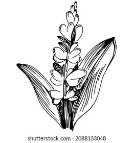 Sage vector isolated plant with leaves. Herbal engraved style illustration. Detailed organic product sketch.The best for design logo, menu, label, icon, stamp.