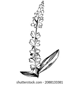 Sage vector isolated plant with leaves. Herbal engraved style illustration. Detailed organic product sketch.The best for design logo, menu, label, icon, stamp.