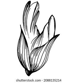 Sage vector isolated plant with leaves. Herbal engraved style illustration. Detailed organic product sketch.The best for design logo, menu, label, icon, stamp.