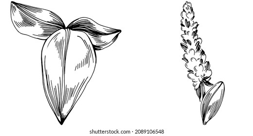 Sage vector isolated plant with leaves. Herbal engraved style illustration. Detailed organic product sketch.The best for design logo, menu, label, icon, stamp.