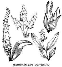 Sage vector isolated plant with leaves. Herbal engraved style illustration. Detailed organic product sketch.The best for design logo, menu, label, icon, stamp.
