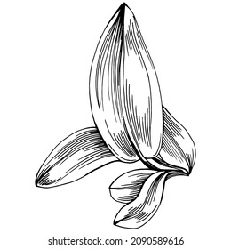 Sage vector isolated plant with leaves. Herbal engraved style illustration. Detailed organic product sketch.The best for design logo, menu, label, icon, stamp.