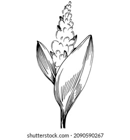 Sage vector isolated plant with leaves. Herbal engraved style illustration. Detailed organic product sketch.The best for design logo, menu, label, icon, stamp.