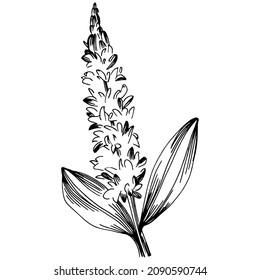 Sage vector isolated plant with leaves. Herbal engraved style illustration. Detailed organic product sketch.The best for design logo, menu, label, icon, stamp.