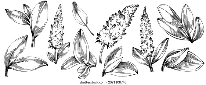 Sage vector isolated plant with leaves. Herbal engraved style illustration. Detailed organic product sketch.The best for design logo, menu, label, icon, stamp.