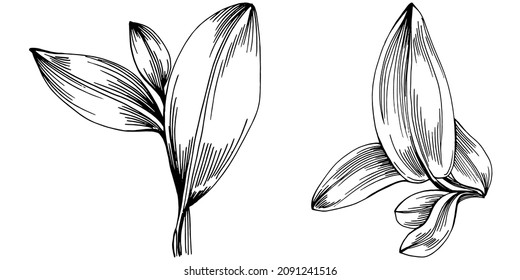Sage vector isolated plant with leaves. Herbal engraved style illustration. Detailed organic product sketch.The best for design logo, menu, label, icon, stamp.