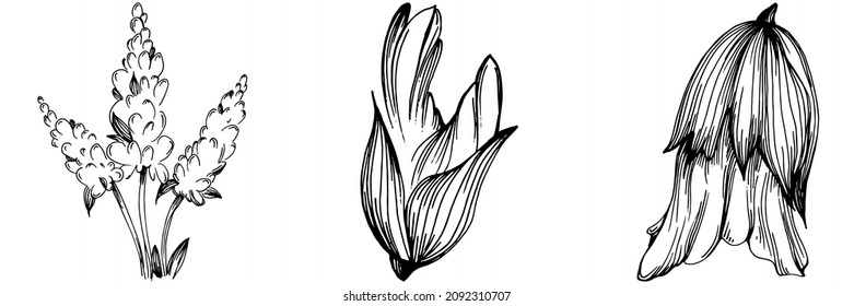 Sage vector isolated plant with leaves. Herbal engraved style illustration. Detailed organic product sketch.The best for design logo, menu, label, icon, stamp.