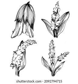 Sage vector isolated plant with leaves. Herbal engraved style illustration. Detailed organic product sketch.The best for design logo, menu, label, icon, stamp.