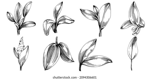 Sage vector isolated plant with leaves. Herbal engraved style illustration. Detailed organic product sketch.The best for design logo, menu, label, icon, stamp.