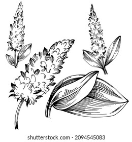 Sage vector isolated plant with leaves. Herbal engraved style illustration. Detailed organic product sketch.The best for design logo, menu, label, icon, stamp.