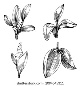Sage vector isolated plant with leaves. Herbal engraved style illustration. Detailed organic product sketch.The best for design logo, menu, label, icon, stamp.