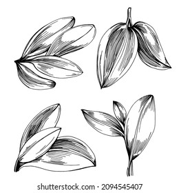 Sage vector isolated plant with leaves. Herbal engraved style illustration. Detailed organic product sketch.The best for design logo, menu, label, icon, stamp.